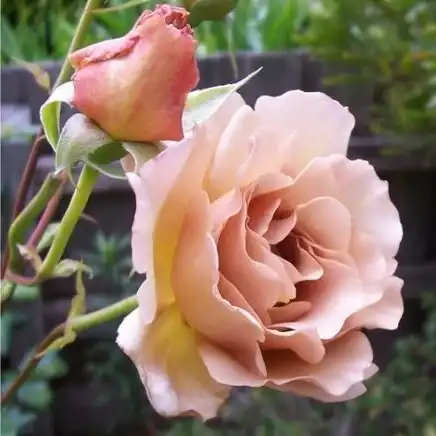 - - Trandafiri - Chocolate Rose™ - 